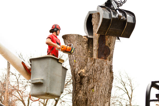 Best Stump Grinding and Removal  in Heber Springs, AR